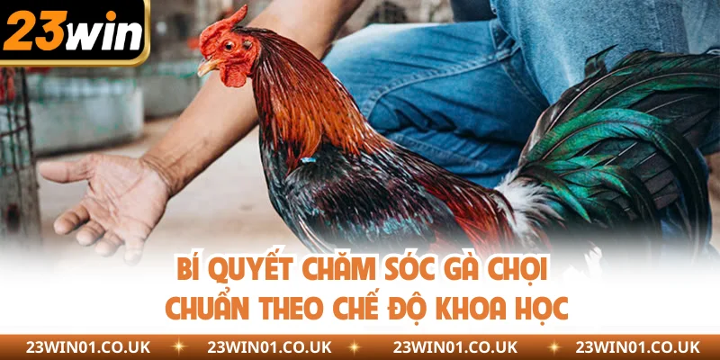 Bí Quyết Chăm Sóc Gà Chọi Hay Ho Mà Sư Kê Cần Nắm Rõ 3 Bí quyết chăm sóc gà chọi chuẩn theo chế độ khoa học