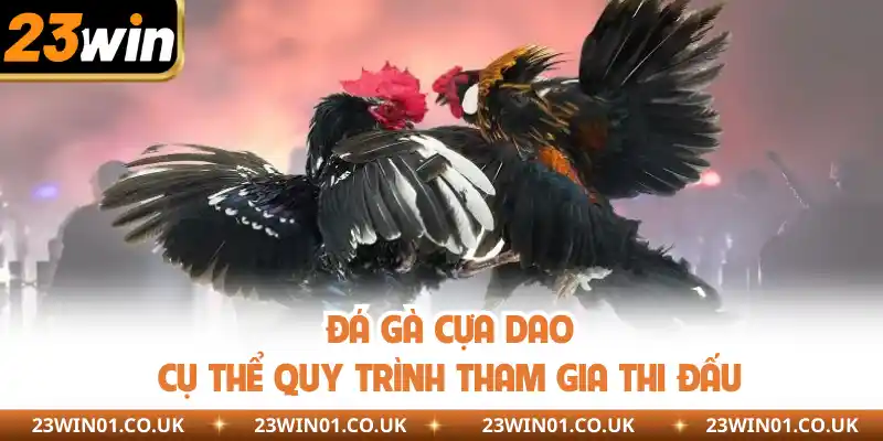 Đá Gà Cựa Dao - Xem Trực Tiếp Lượt Trận Đá Gà Kịch Tích 2 Cụ thể quy trình tham gia thi đấu