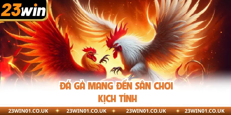 Giới thiệu 23Win - Sân Chơi Cá Cược Đình Đám Nhất Châu Á 4 Đá gà mang đến sân chơi kịch tính