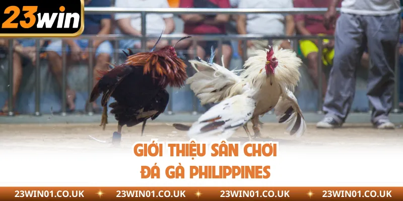Đá Gà Philippines - Sàn Đấu Của Những Chiến Kê Uy Dũng 1 Giới thiệu sân chơi đá gà Philippines