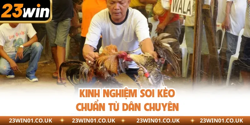 Đá Gà Philippines - Sàn Đấu Của Những Chiến Kê Uy Dũng 3 Kinh nghiệm soi kèo chuẩn từ dân chuyên