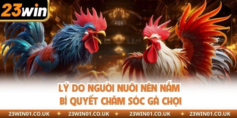 Bí Quyết Chăm Sóc Gà Chọi Hay Ho Mà Sư Kê Cần Nắm Rõ 1 Lý do người nuôi nên biết bí quyết chăm sóc gà chọi