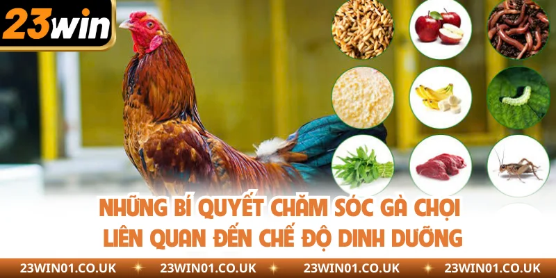 Bí Quyết Chăm Sóc Gà Chọi Hay Ho Mà Sư Kê Cần Nắm Rõ 2 Những bí quyết chăm sóc gà chọi liên quan đến chế độ dinh dưỡng