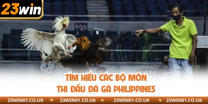 Đá Gà Philippines - Sàn Đấu Của Những Chiến Kê Uy Dũng 2 Tìm hiểu các bộ môn thi đấu đá gà Philippines