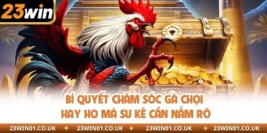 Bí Quyết Chăm Sóc Gà Chọi Hay Ho Mà Sư Kê Cần Nắm Rõ